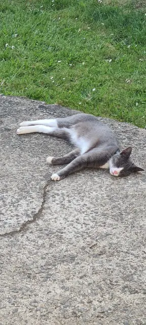 chat lost   44220 Couëron Whopper