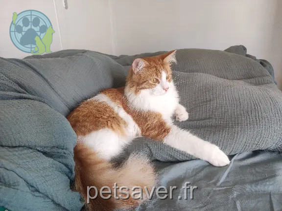 Chat Perdu 44 Loire-Atlantique - Yako Chat Perdu 44 Loire-Atlantique - Yako