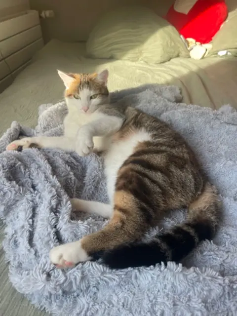 chat lost   44800 Saint-Herblain Yoda