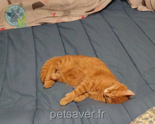 gato perdido 44600 Saint-Nazaire Yoda gato lost 44600 Saint-Nazaire Yoda