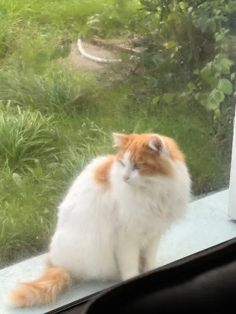 chat lost   44570 Trignac Yubi