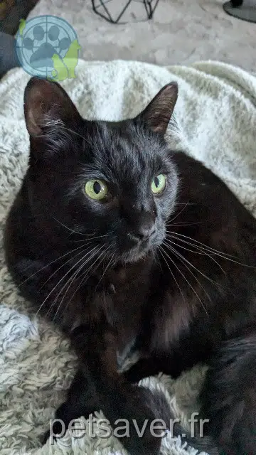 chat lost   44700 Orvault Yuki