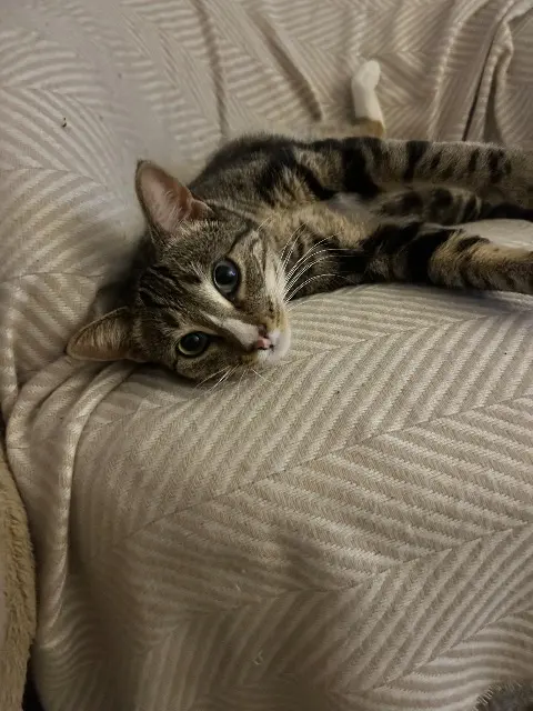 chat lost   44620 La Montagne Yuki