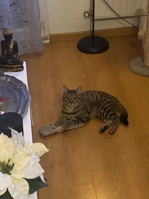 chat lost   44340 Bouguenais Zack