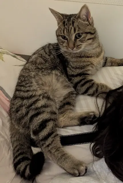 chat lost   44190 Gorges Zalto