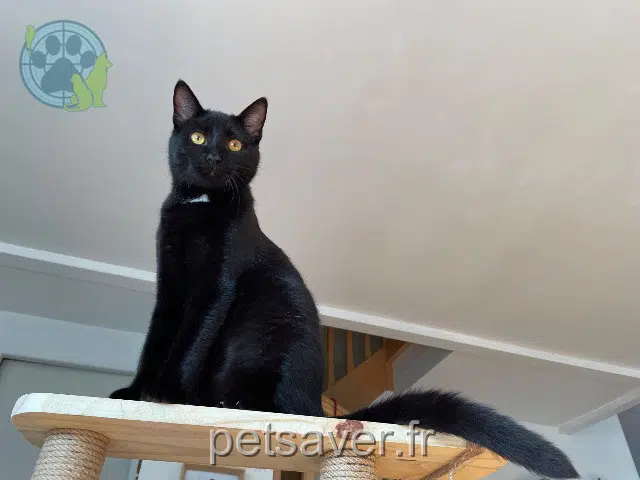 chat lost 44260 La Chapelle-Launay Zazou