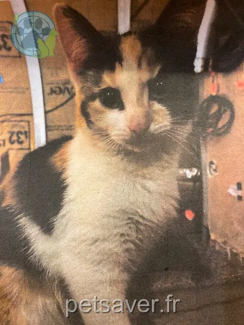 gatto lost   44800 Saint-Herblain Zellie