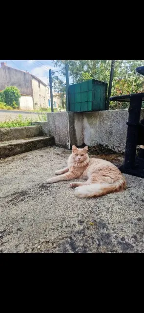 chat lost   44650 Legé Zendayou