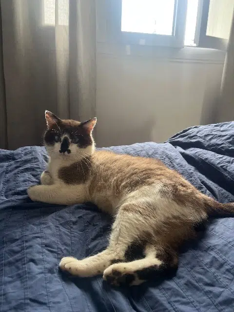 chat lost   44600 Saint-Nazaire Zizou