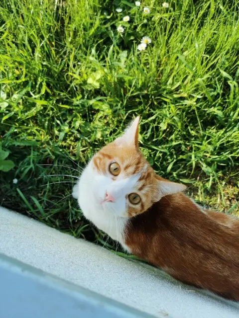 chat lost   44210 Pornic Zizou