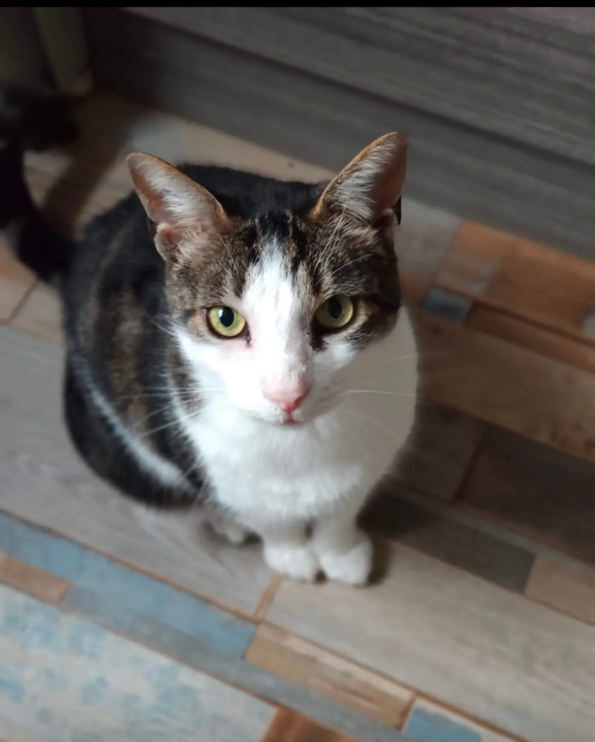 Chat Perdu 45 Loiret Chat Perdu 45 Loiret