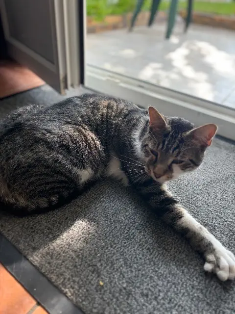 chat lost   45400 Fleury-les-Aubrais Ace