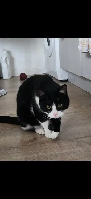 chat lost   45140 Saint-Jean-de-la-Ruelle Albus