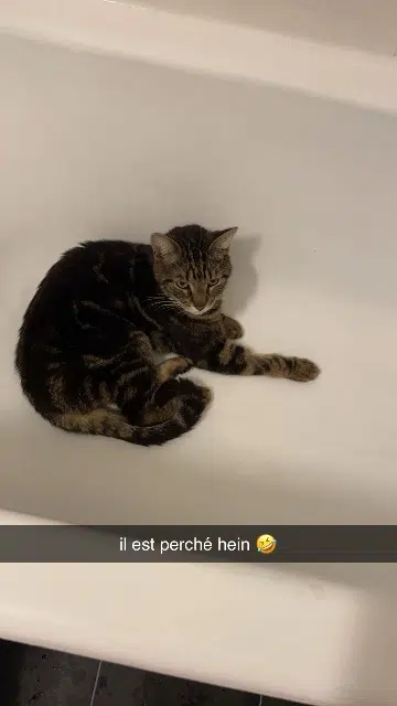 chat lost   45650 Saint-Jean-le-Blanc Amy