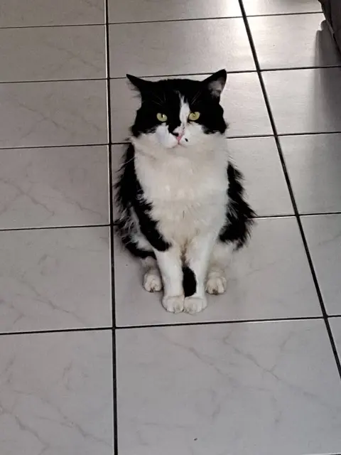 chat lost   45430 Chécy Baby