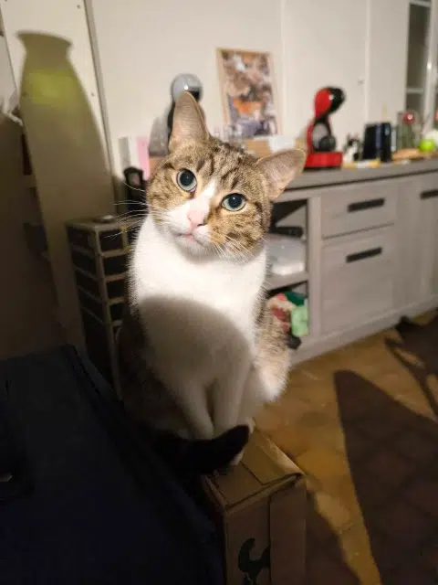 chat lost   45300 Sermaises Baki