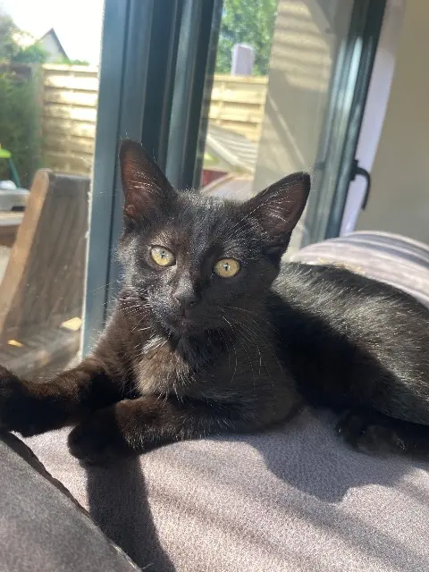 chat lost   45150 Jargeau Baloo