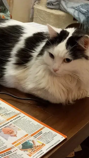 chat lost   45160 Olivet Bandit