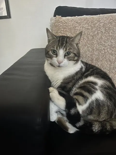 chat lost   45380 La Chapelle-Saint-Mesmin Bibiche