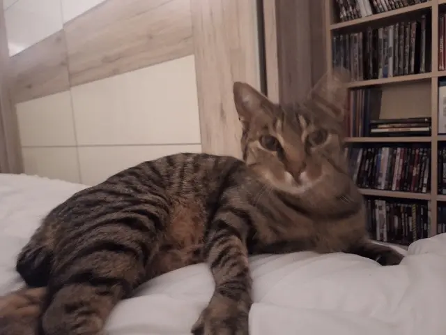 chat lost   45450 Fay-aux-Loges Bidule