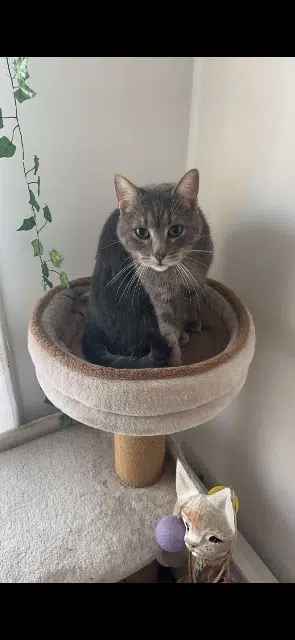 chat lost   45160 Olivet Bilou