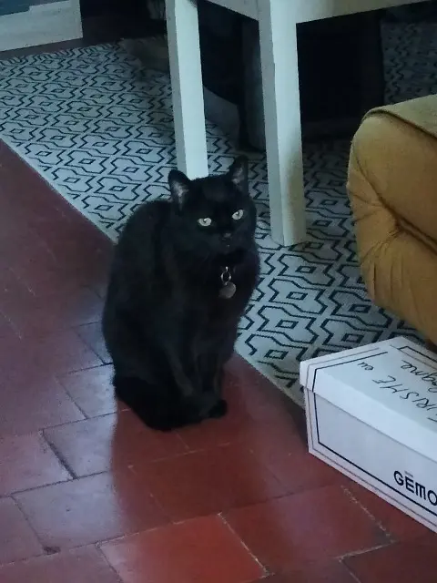 chat lost   45200 Montargis Blackpearl