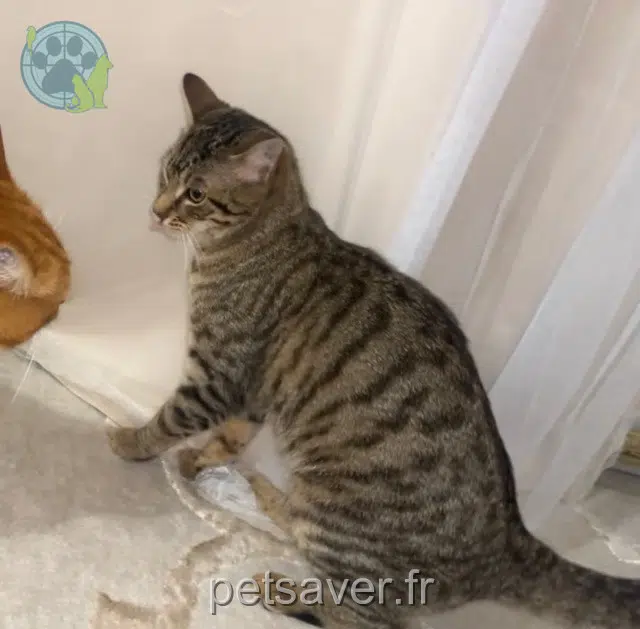 chat lost   45800 Saint-Jean-de-Braye Boubou