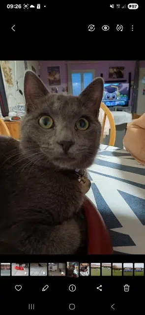 chat lost   45110 Châteauneuf-sur-Loire Brasko