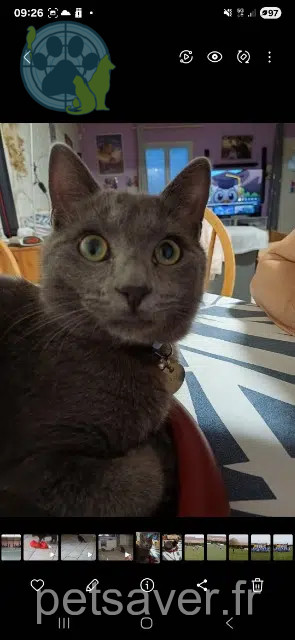 gato perdido 45110 Châteauneuf-sur-Loire Brasko gato lost 45110 Châteauneuf-sur-Loire Brasko