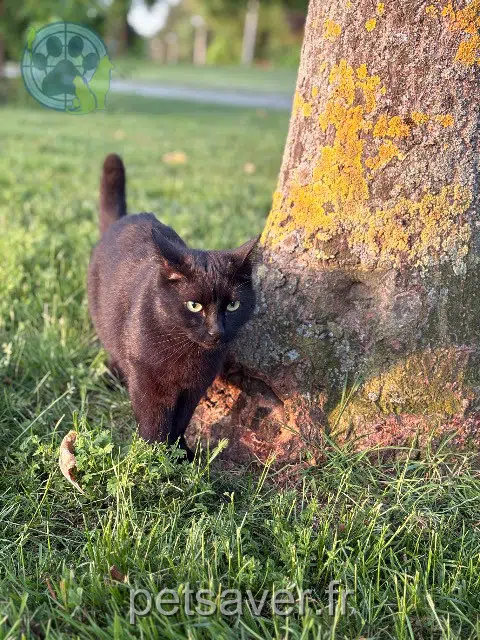 kater lost   45770 Saran Caty