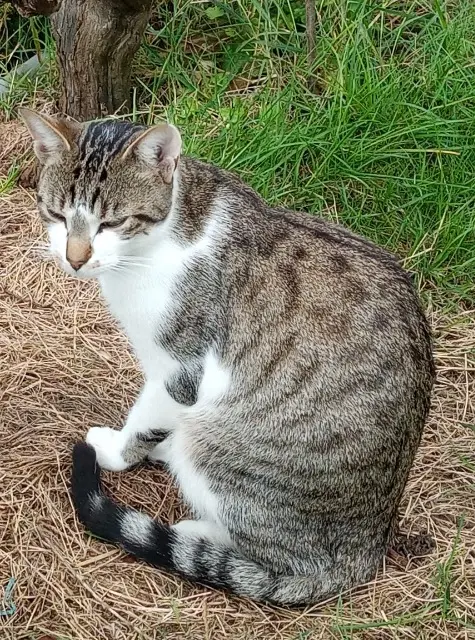 chat lost   45500 Gien Chaturnin