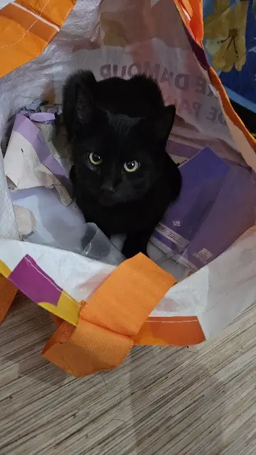 chat lost   45120 Châlette-sur-Loing Gino