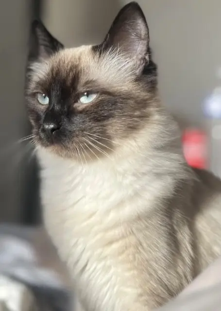 chat lost   45120 Châlette-sur-Loing Johnny