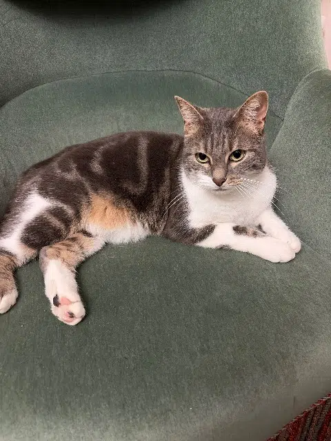 chat lost   45120 Châlette-sur-Loing Pompon