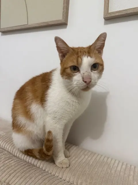 chat lost   45120 Châlette-sur-Loing Ninou