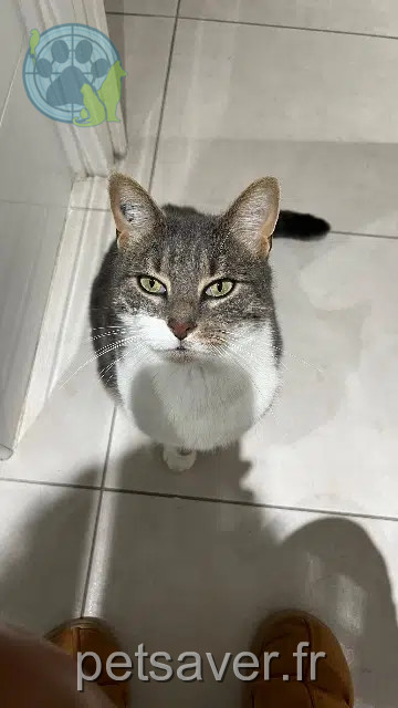 chat lost   45120 Châlette-sur-Loing Pompon