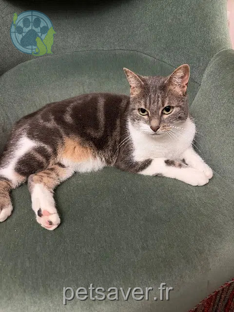 gato perdido 45120 Châlette-sur-Loing Pompon gato lost 45120 Châlette-sur-Loing Pompon