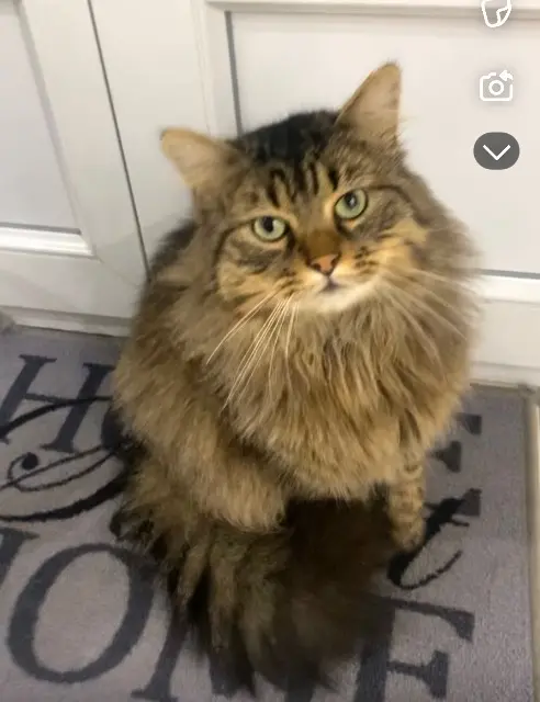 chat lost   45120 Châlette-sur-Loing Rocky