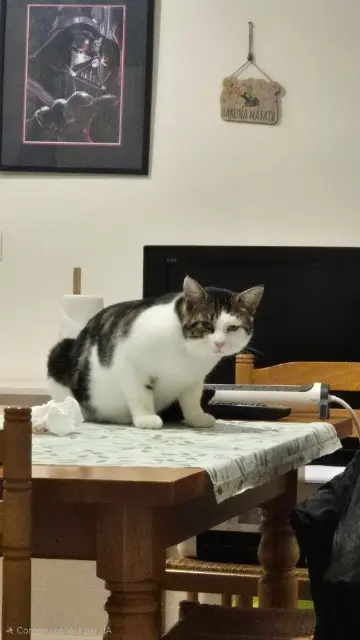 chat lost   45500 Gien Coco