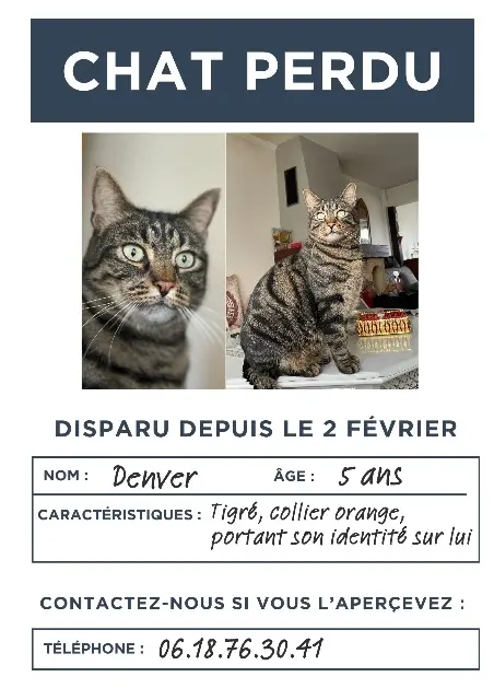 chat perdu 45770 Saran Denver chat lost 45770 Saran Denver