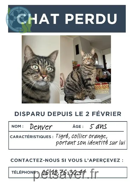 gato perdido 45770 Saran Denver gato lost 45770 Saran Denver
