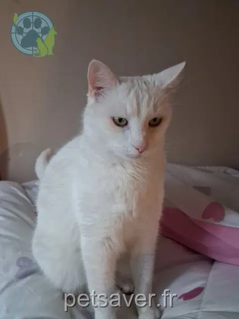 chat lost 45190 Beaugency Doudou