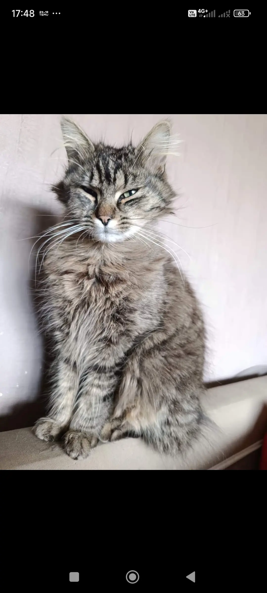 Chat Perdu 45 Loiret - Everest Chat Perdu 45 Loiret - Everest