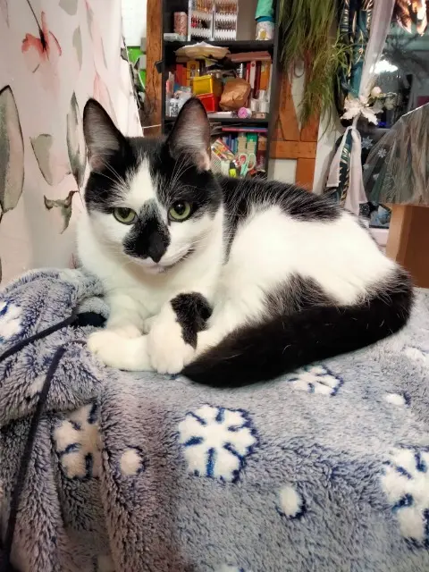 chat lost   45340 Égry Figaro