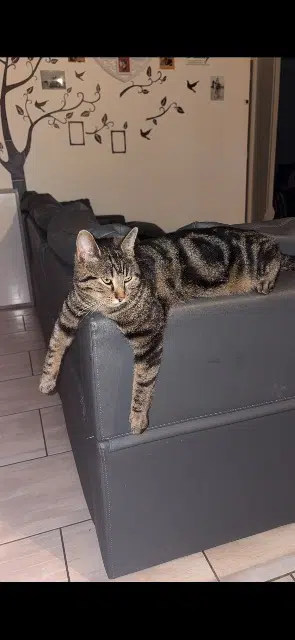 chat lost   45210 Ferrières-en-Gâtinais Filou