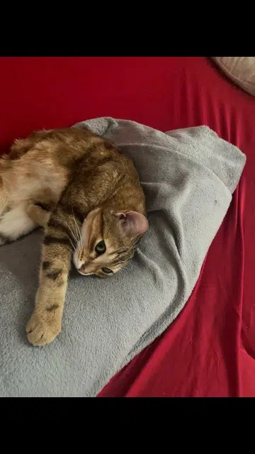 chat lost   45380 La Chapelle-Saint-Mesmin Fripouile