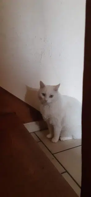 chat lost   45160 Olivet Gabin