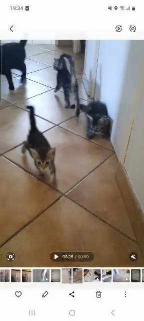 chat lost   45200 Amilly Ghost