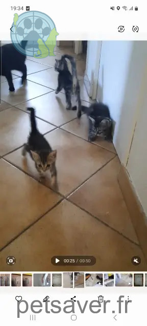 kater vermist 45200 Amilly Ghost kater lost 45200 Amilly Ghost