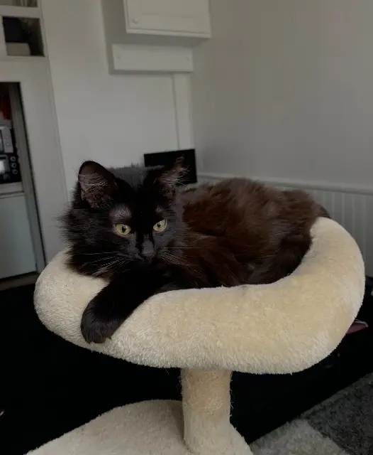 chat lost   45700 Pannes Goku